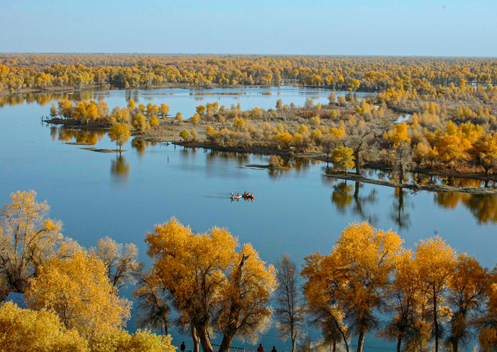 新疆塔里木河的秋色